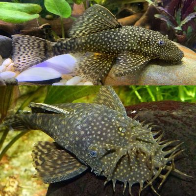 Bristlenose Catfish