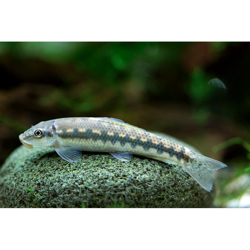 Algae Eater