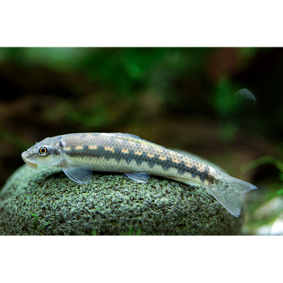 Algae Eater