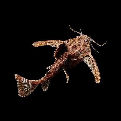 Hara Hara Catfish