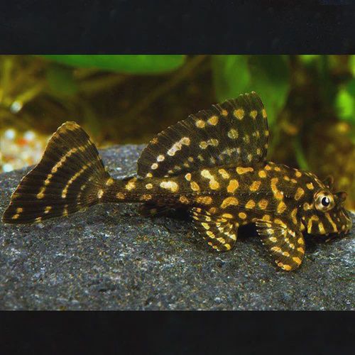 Plecostomus