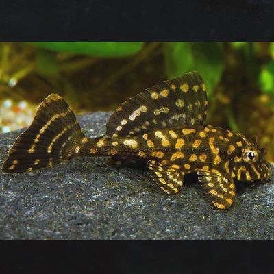 Plecostomus
