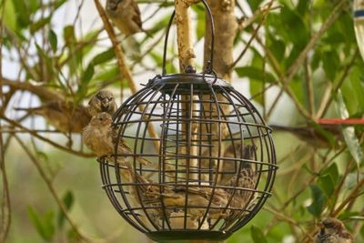Topflite Wild Bird Little Bird Feeder