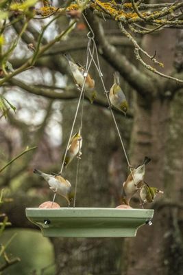 Topflite Wild Bird Splash &amp; Feed