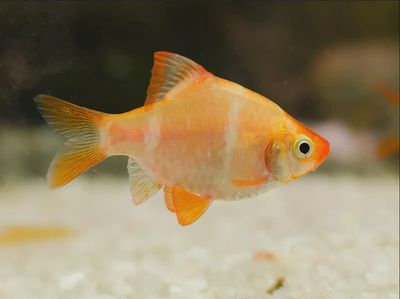 Gold Tiger Barb
