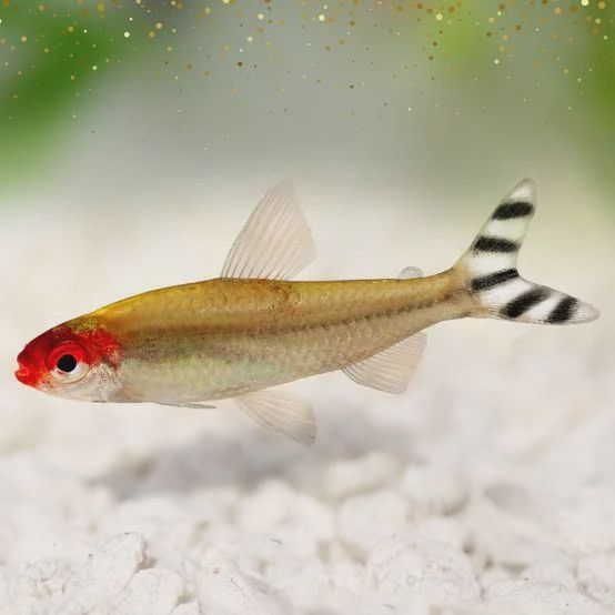 Tetra - Rummy Nose