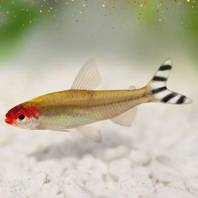 Tetra - Rummy Nose