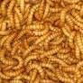Mealworms 50