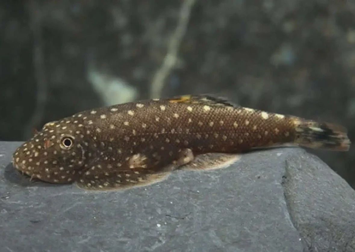 Borneo Sucker Catfish
