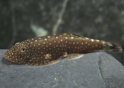 Borneo Sucker Catfish