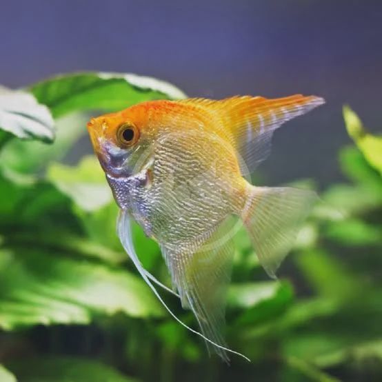 Angelfish Assorted