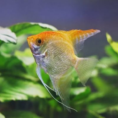 Angelfish Assorted