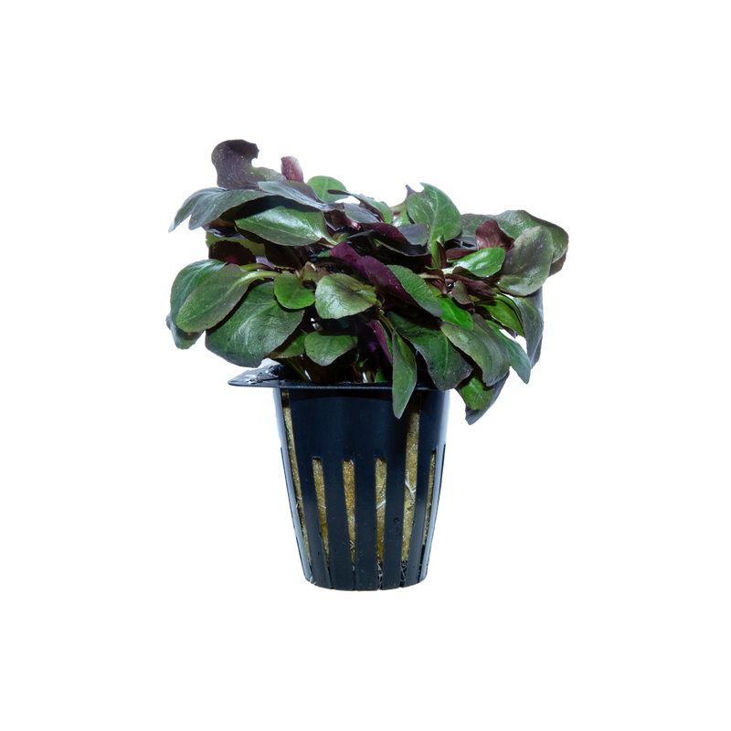 Potted Plant Assorted