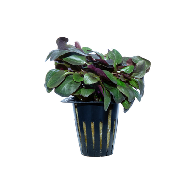 Potted Plant Assorted