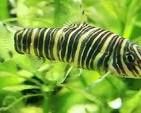 Zebra  Loach
