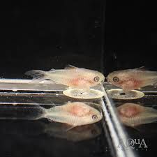 Albino Pygmy Corydoras