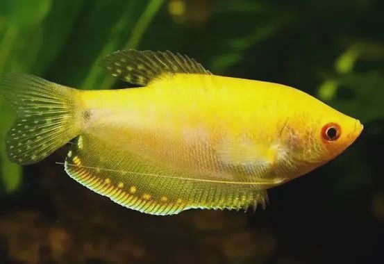 Golden Gourami