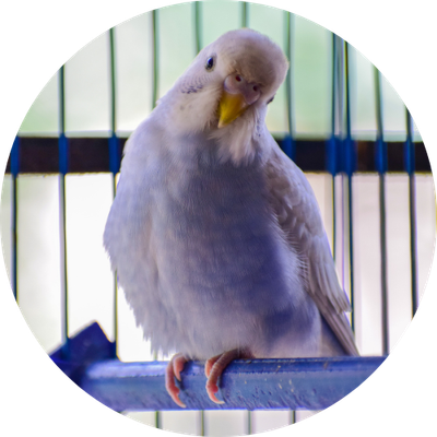 Cages &amp; Accessories