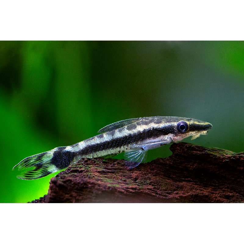 Otocinclus Suckers
