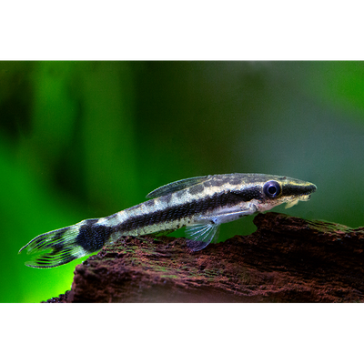 Otocinclus Suckers