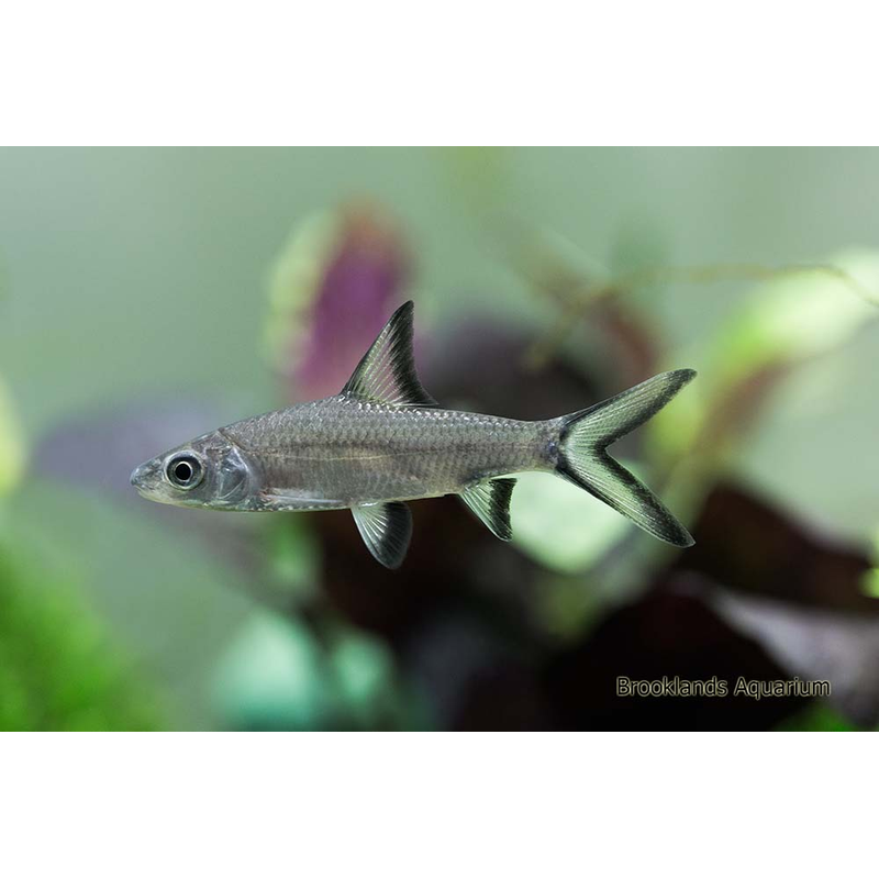 Silver Shark