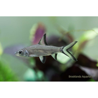 Silver Shark