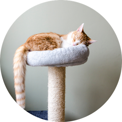 Bedding, Housing &amp; Furniture