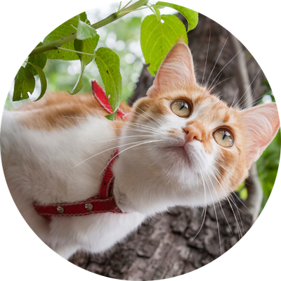 Collars, Leads &amp; Harnesses