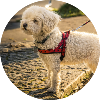 Collars, Leads &amp; Harnesses