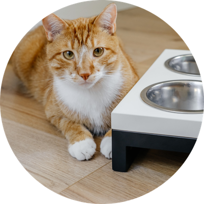 Bowls &amp; Feeding Equipment