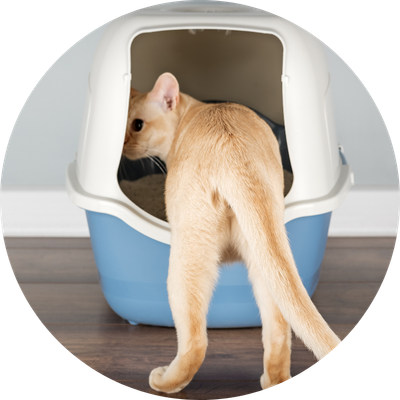 Cleaning &amp; Training