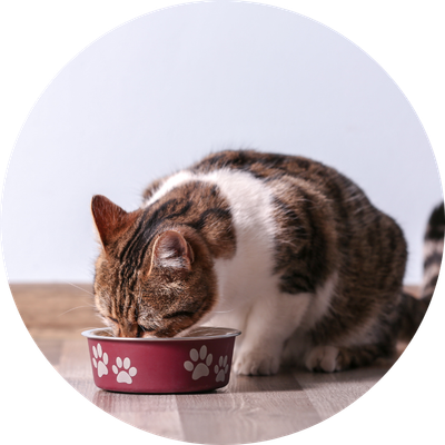 Freeze Dried &amp; Dehydrated