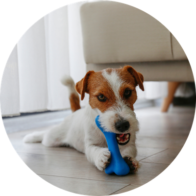 Dental, Chew &amp; Rope Toys