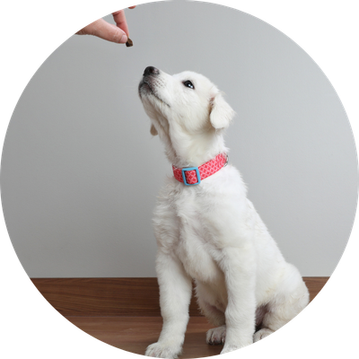 Air &amp; Freeze Dried