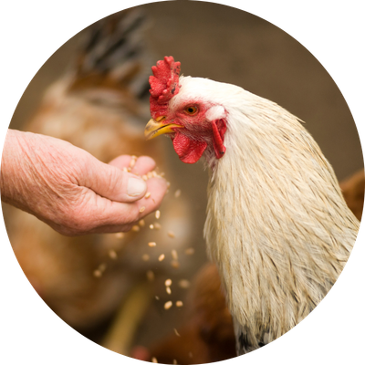 Chicken Food &amp; Supplements