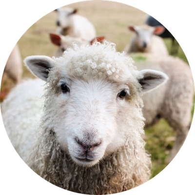 Farm Animal Accessories