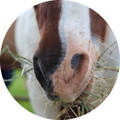 Horse Food &amp; Supplements