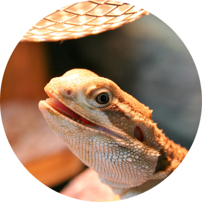 Heating &amp; Lighting