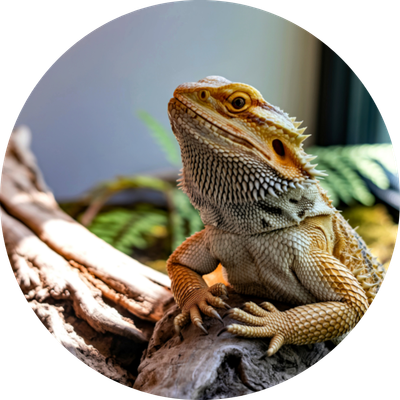 Tanks &amp; Decorations