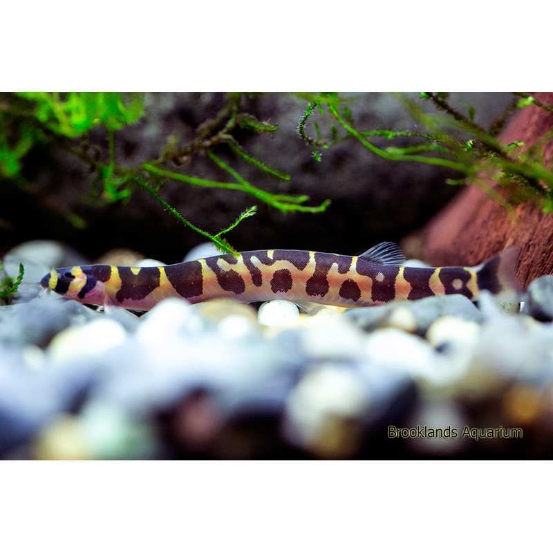 Kuhli Loach