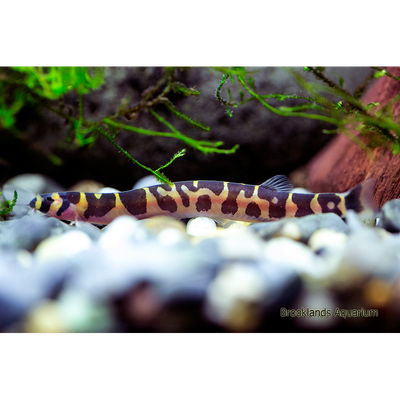Kuhli Loach
