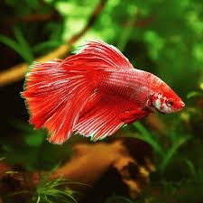 Super Delta Male Betta