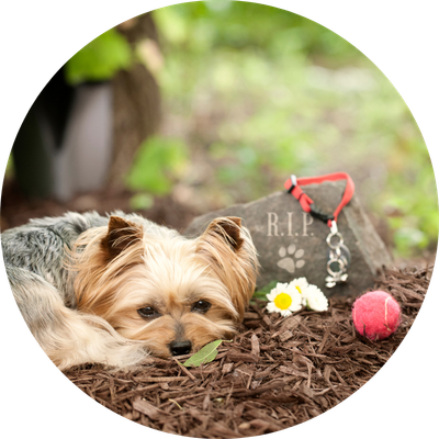 Pet Tributes