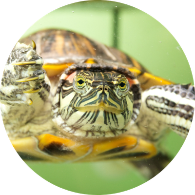 Reptile