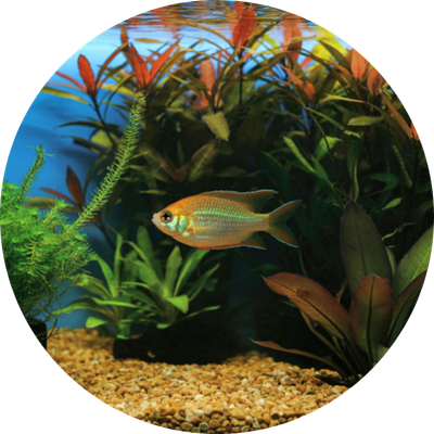 Live Fish &amp; Plants