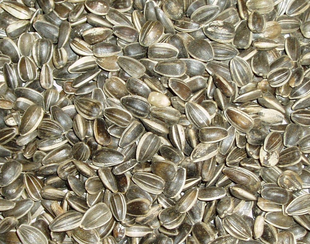 Topflite Aviary Sunflower Seeds, Size: 1kg