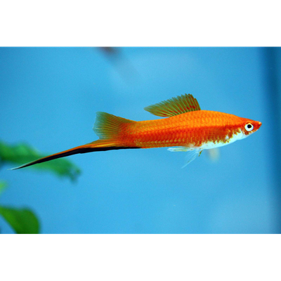Swordtails - Assorted
