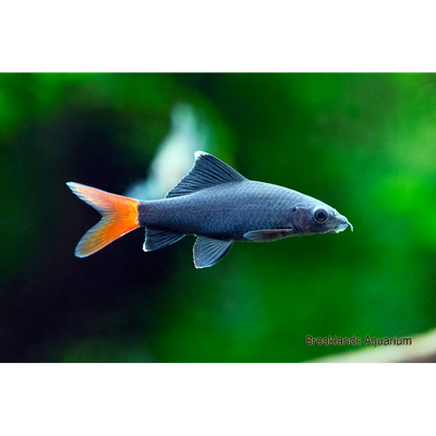 Redtail Shark