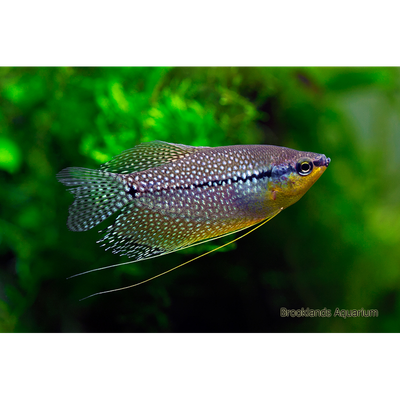 Pearl Gourami
