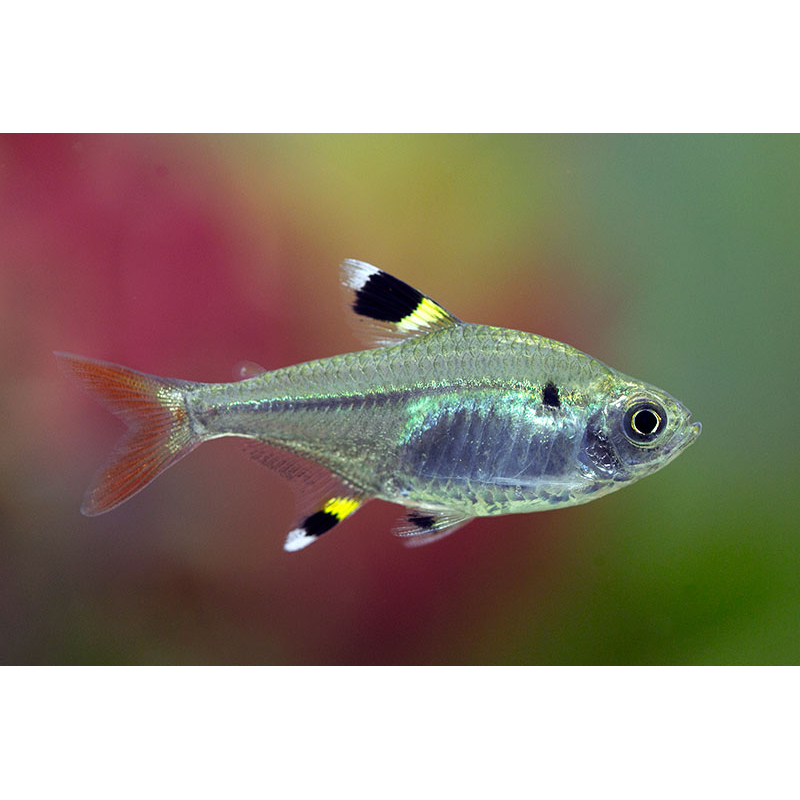 Pristella Tetra